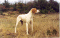 Pedigree REBECCA DE COUCAREILLE Pedigree REBECCA DE COUCAREILLE